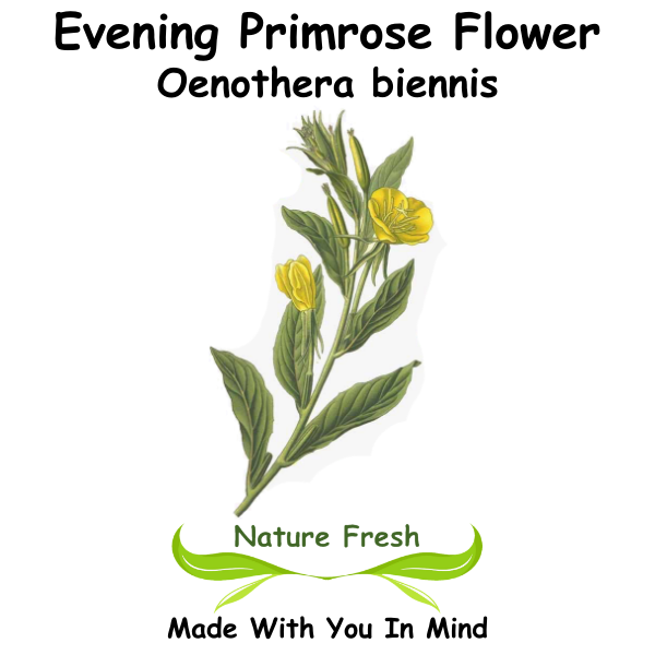 Evening Primrose