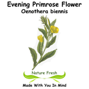 Evening Primrose