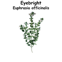 Eyebright ST