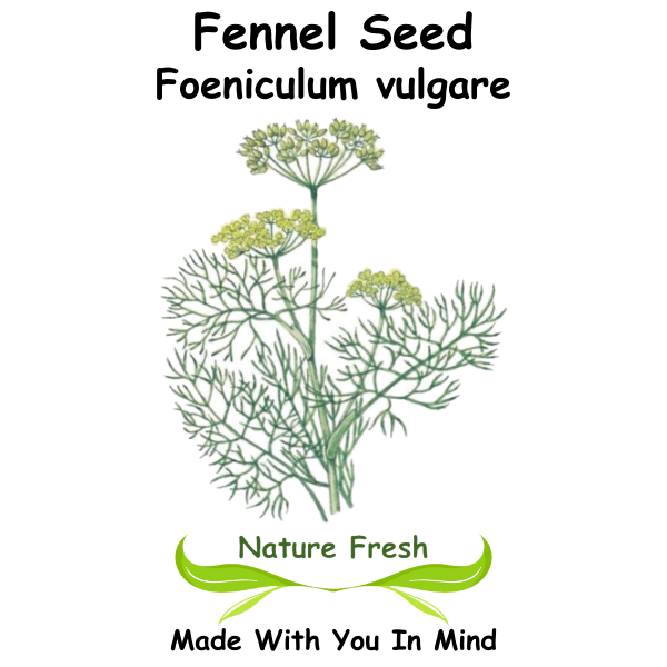 Fennel