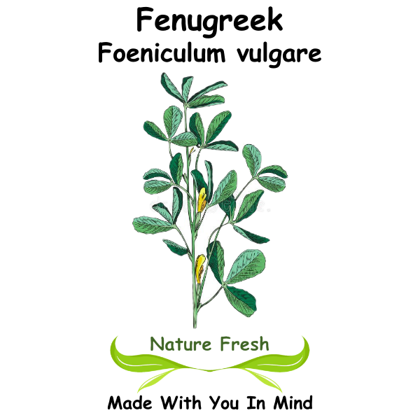 Fenugreek