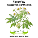 Feverfew