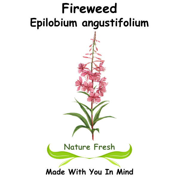 Fireweed