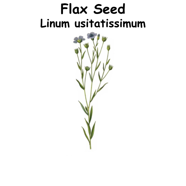 Flax Seed ST