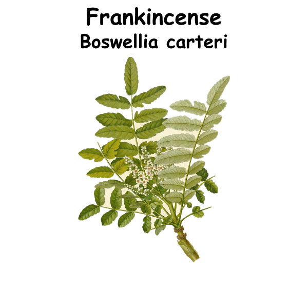 Frankincense ST
