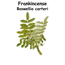 Frankincense ST