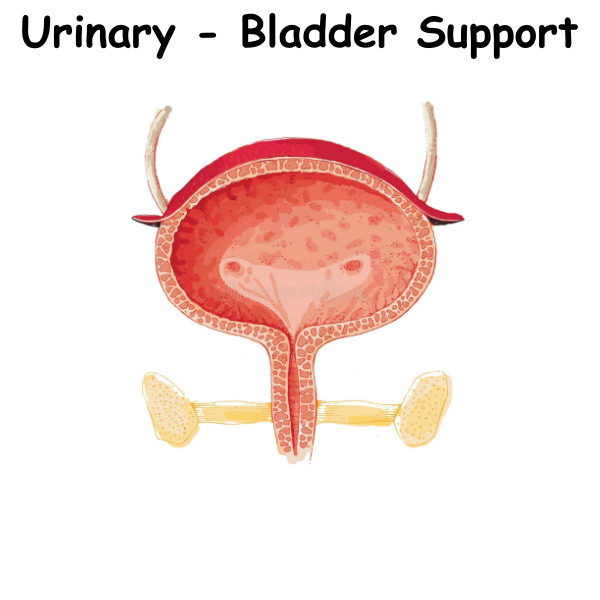 Urinary - Bladder Support ST