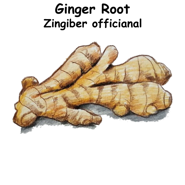 Ginger ST