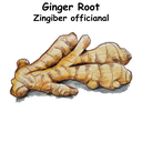 Ginger ST