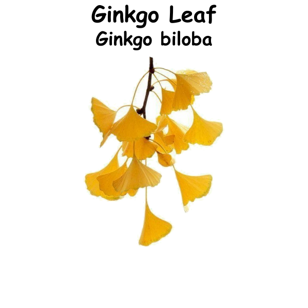 Ginkgo ST