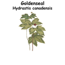 Goldenseal ST