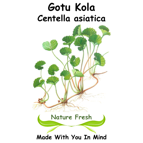 Gotu Kola