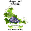 Grape Leaf