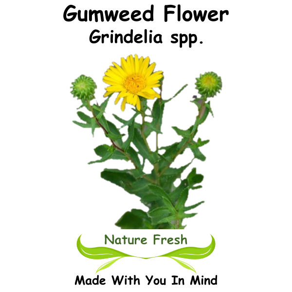 Gumweed