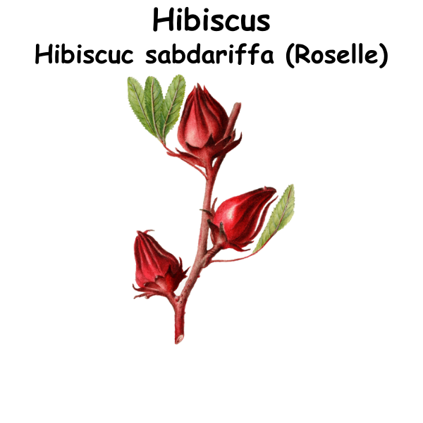 Hibiscus ST