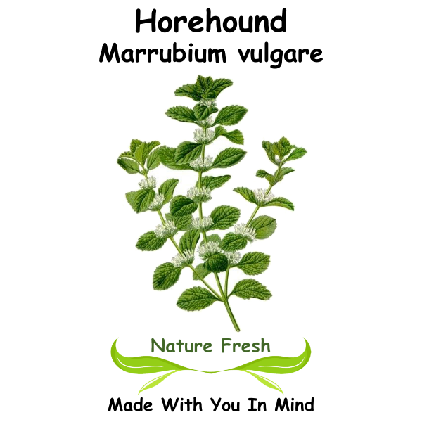 Horehound