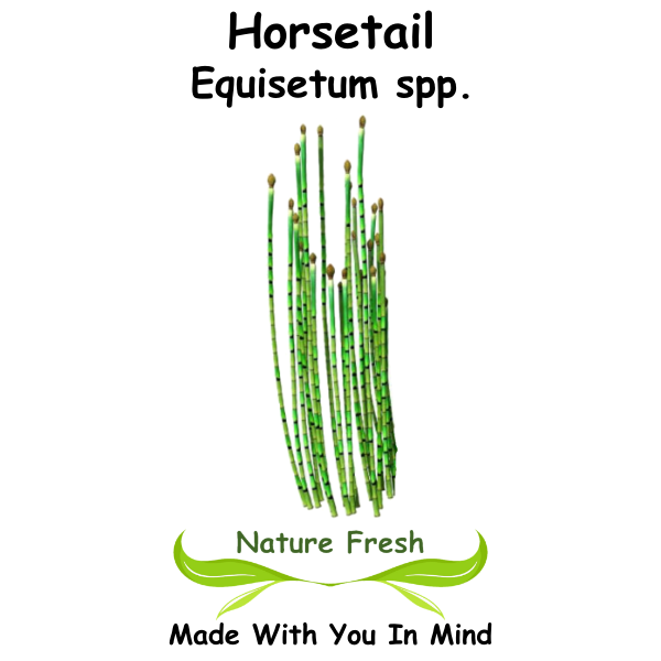 Horsetail