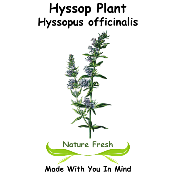 Hyssop