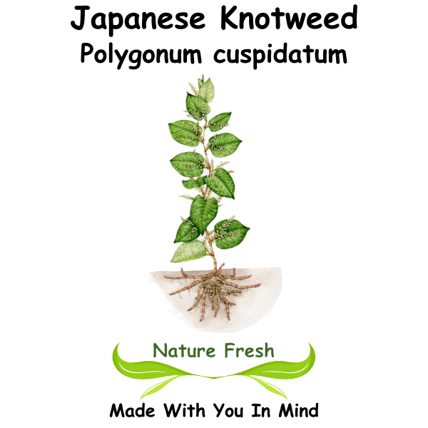 Japanese Knotweed