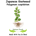 Japanese Knotweed