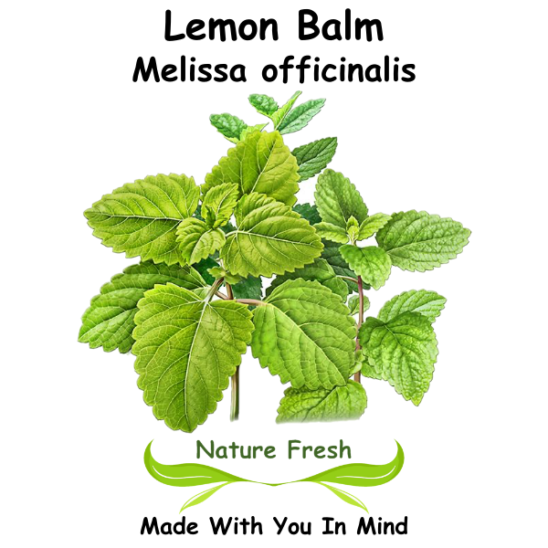 Lemon Balm