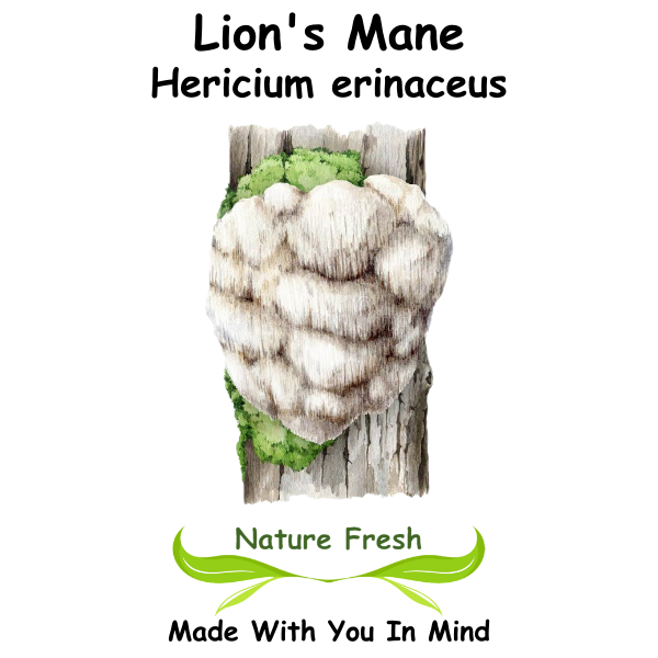 Lion's Mane