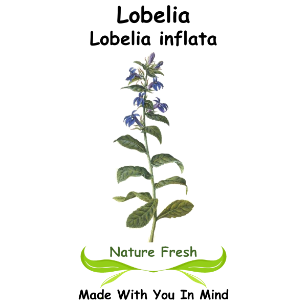 Lobelia