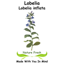 Lobelia