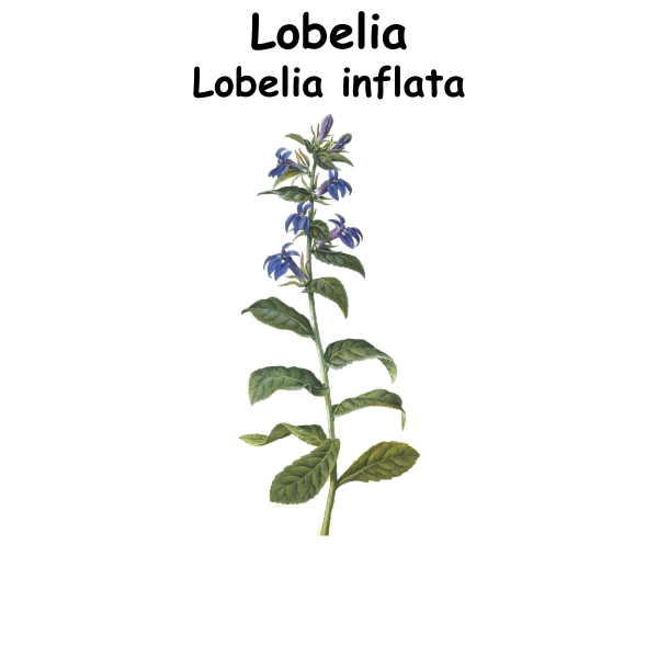 Lobelia ST