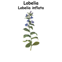 Lobelia ST