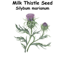 Milk Thistle ST