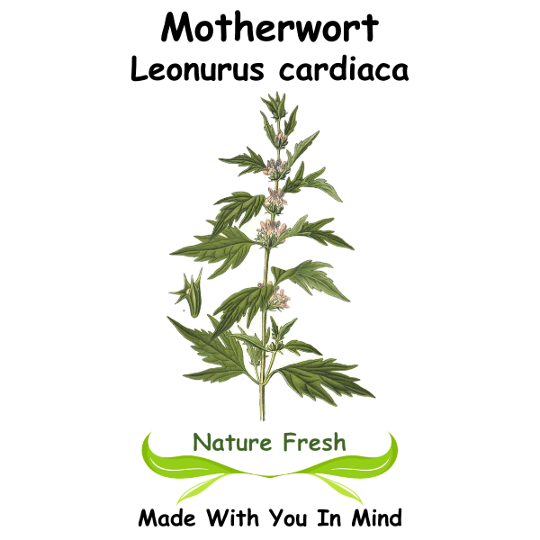 Motherwort