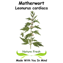 Motherwort