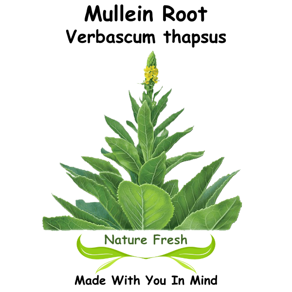 Mullein Root