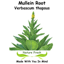 Mullein Root