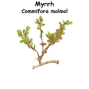 Myrrh ST