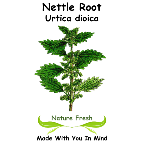 Nettle Root