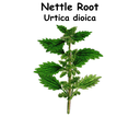 Nettle Root ST