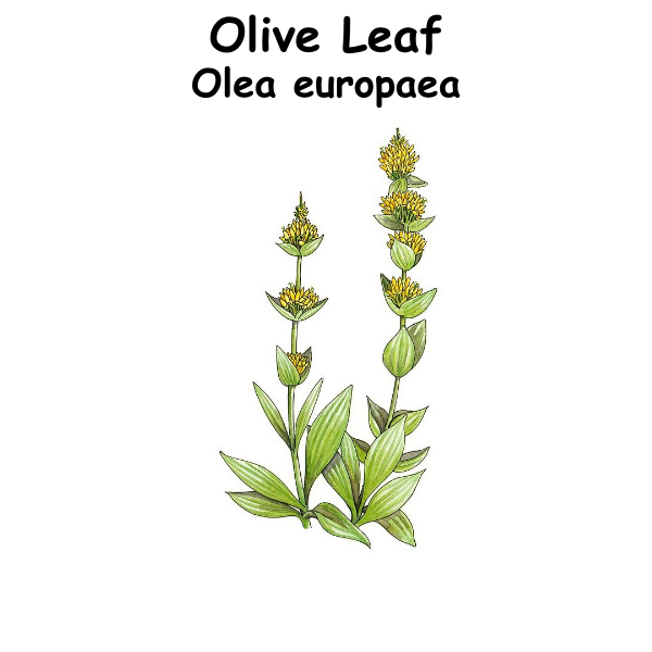Olive Leaf ST