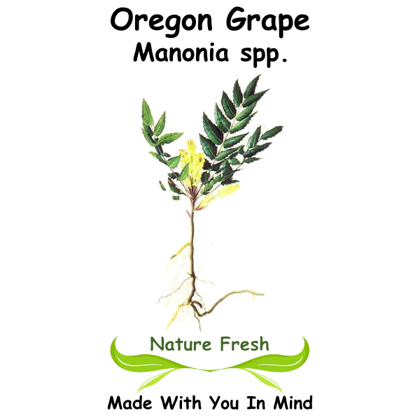Oregon Grape
