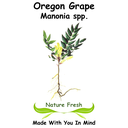 Oregon Grape