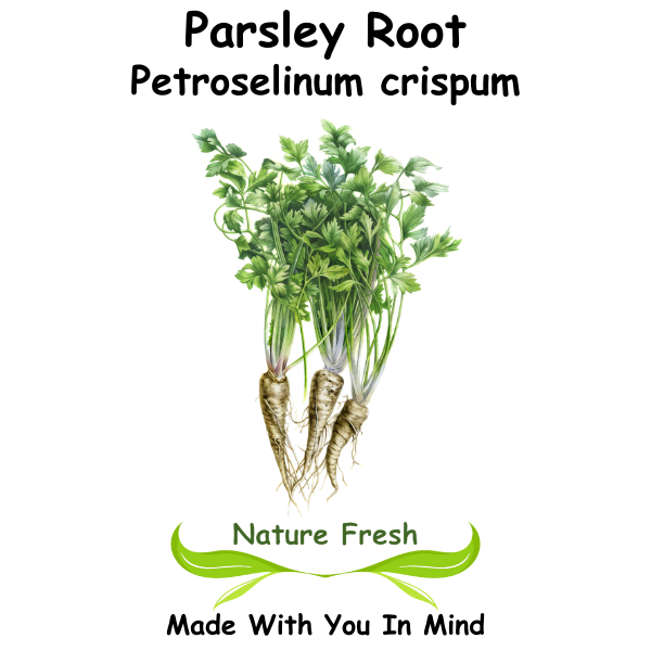 Parsley Root