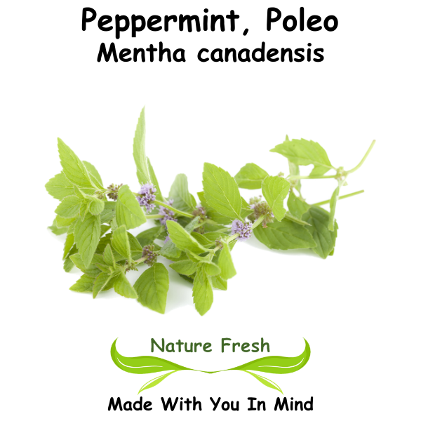 Peppermint, Poleo