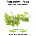 Peppermint, Poleo