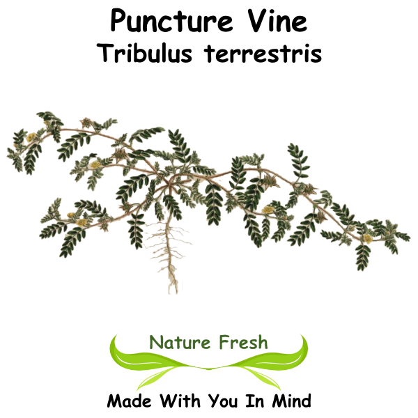 Puncture Vine