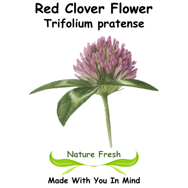 Red Clover