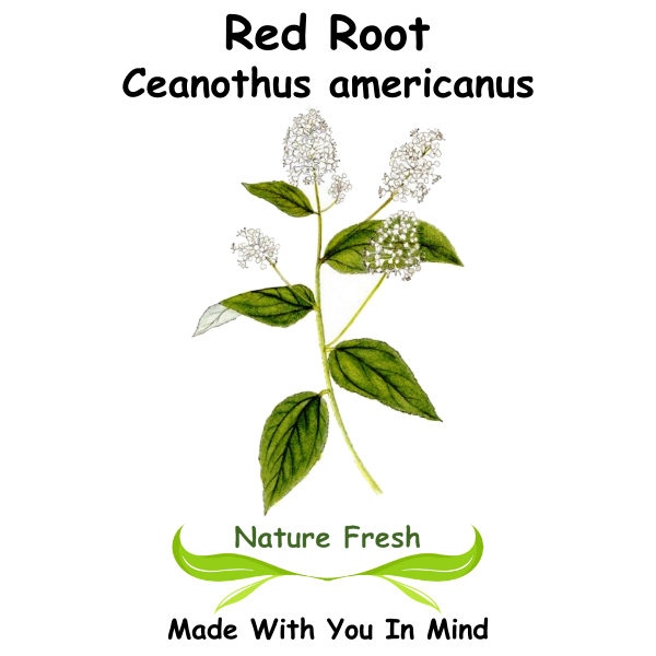 Red Root
