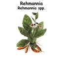 Rehmannia ST