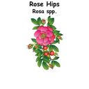Rose Hips ST