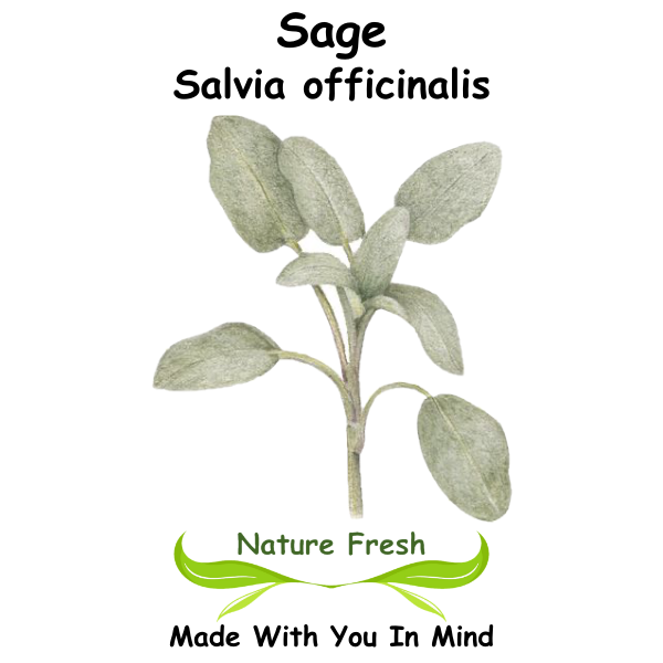Sage